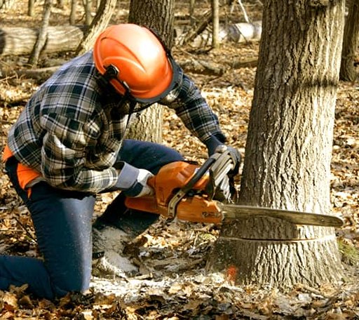 Tree Removal in Bonham, TX
